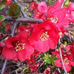 Quince, Japanese flowering Red